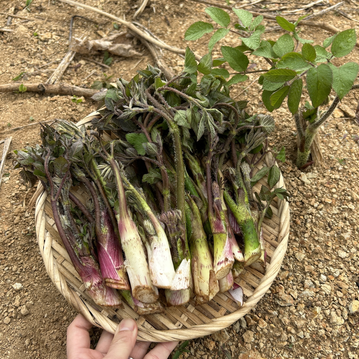 [다온팜] 해풍 맞은 남해 땅두릅 두릅 독활 봄의맛 산지직송 500g 1kg