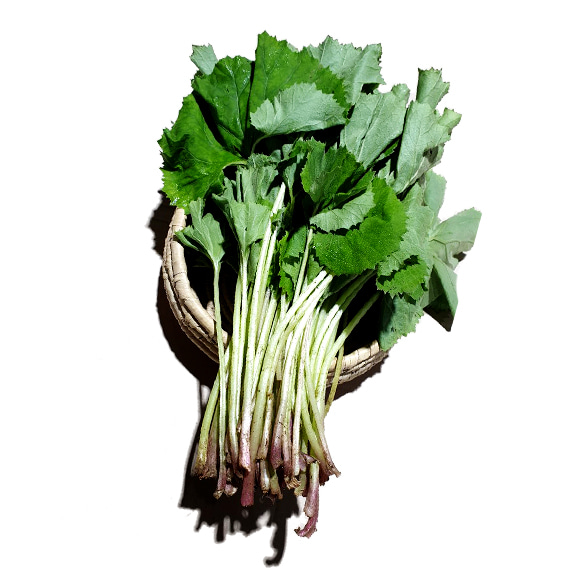 [ر] Ͽ콺