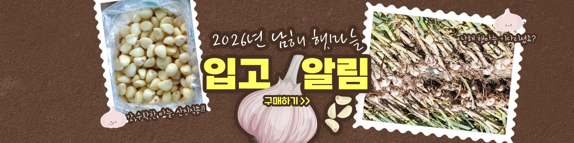 햇마늘입고