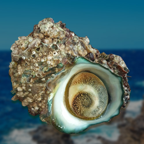 [보물섬해녀언니] 남해 보물섬 해녀가 건져 올린 자연산뿔소라1kg