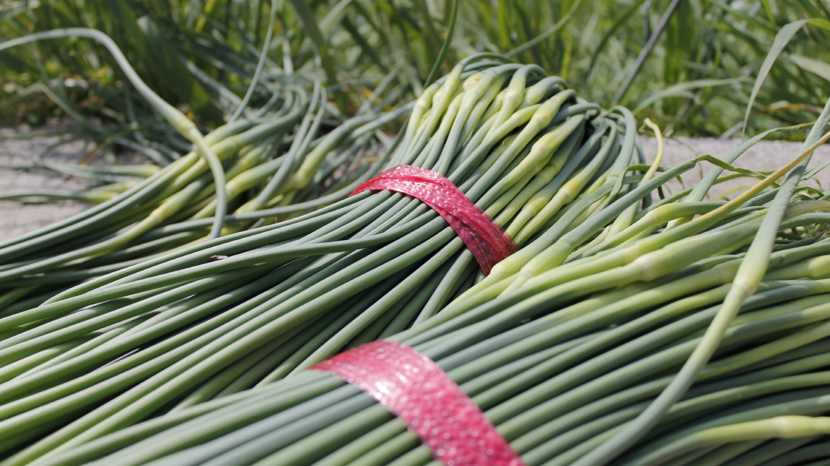 [다온팜] 해풍 맞은 남해 마늘종 마늘쫑 500g 1kg