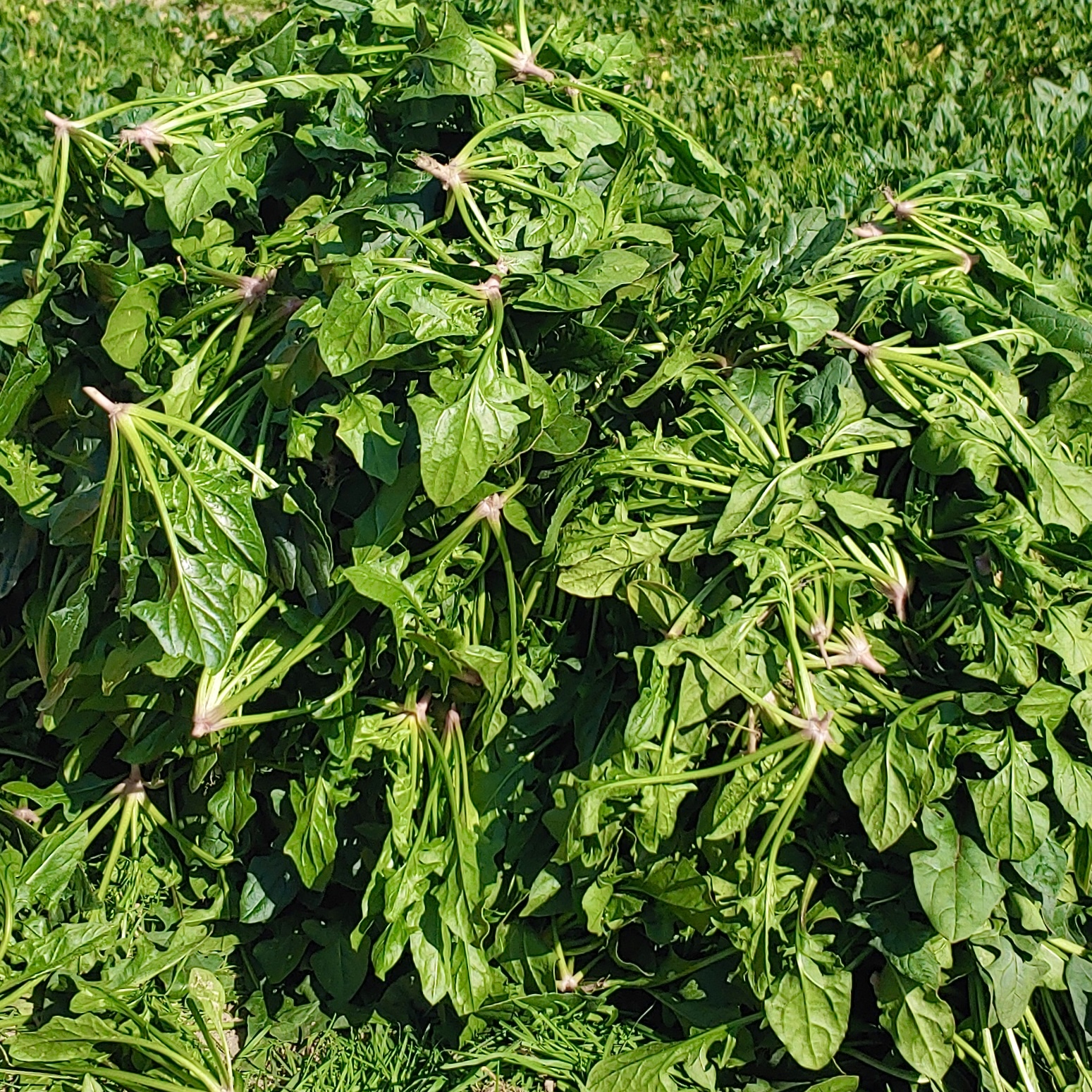 [�����������] ������ �ñ�ġ 1kg