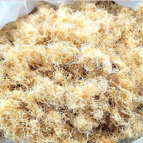 [타이니스마트팜] 산삼배양근(생채) 500g 1팩