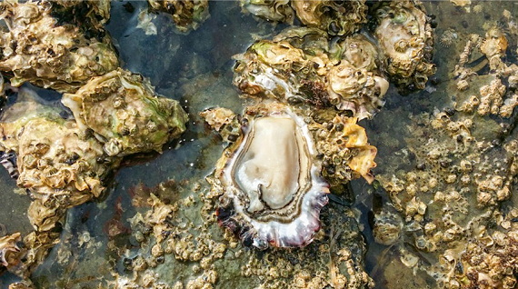 [문항마을영어조합법인] 석화5kg, 석화10kg